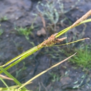 Carex gaudichaudiana at The Tops at Nurenmerenmong - 12 Jan 2024