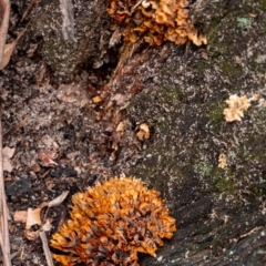 Unidentified Coralloid fungus, markedly branched at Bundanoon - 12 Jan 2024 by Aussiegall
