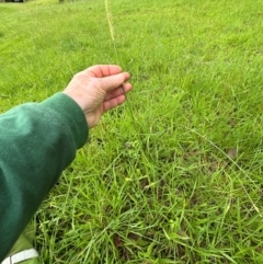 Setaria parviflora (Slender Pigeon Grass) at Kangaroo Valley, NSW - 15 Jan 2024 by lbradleyKV