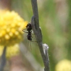 Formicidae (family) (Unidentified ant) at Franklin Grassland (FRA_5) - 13 Jan 2024 by JenniM