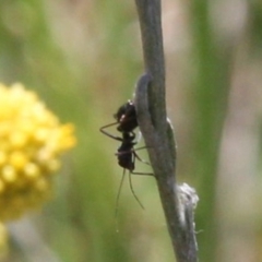 Formicidae (family) at Franklin Grassland (FRA_5) - 13 Jan 2024 12:35 PM