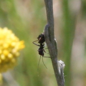 Formicidae (family) at Franklin Grassland (FRA_5) - 13 Jan 2024 12:35 PM