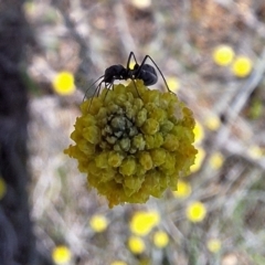 Formicidae (family) at Franklin Grassland (FRA_5) - 13 Jan 2024 12:35 PM