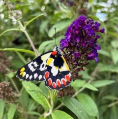 Delias aganippe (Spotted Jezebel) at Gunning, NSW - 29 Dec 2023 by Nancy