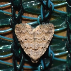 Tolpiodes oligolasia (An Erebid moth (Catacalini)) at Sheldon, QLD - 8 Jan 2024 by PJH123