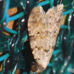 Tolpiodes oligolasia at Sheldon, QLD - suppressed