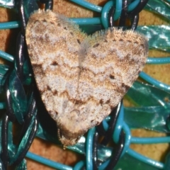 Tolpiodes oligolasia at Sheldon, QLD - 8 Jan 2024