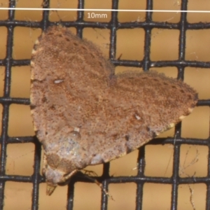 Tolpiodes oligolasia at Sheldon, QLD - suppressed