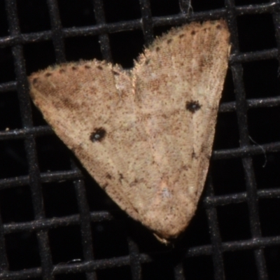 Tolpiodes oligolasia (An Erebid moth (Catacalini)) at Sheldon, QLD - 13 Jan 2024 by PJH123