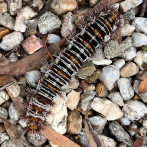 Chelepteryx collesi at Rivett, ACT - 15 Jan 2024