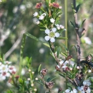 Baeckea utilis at The Tops at Nurenmerenmong - 12 Jan 2024