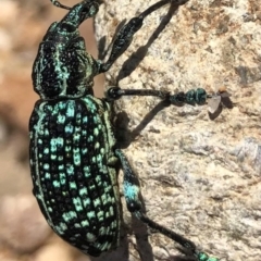 Chrysolopus spectabilis (Botany Bay Weevil) at Braidwood, NSW - 27 Feb 2021 by Nancy