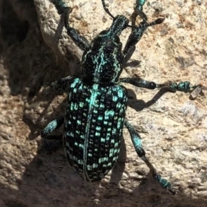 Chrysolopus spectabilis at QPRC LGA - 27 Feb 2021