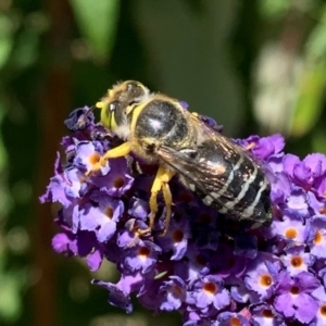 Bembix sp. (genus) at Gunning, NSW - 17 Jan 2021