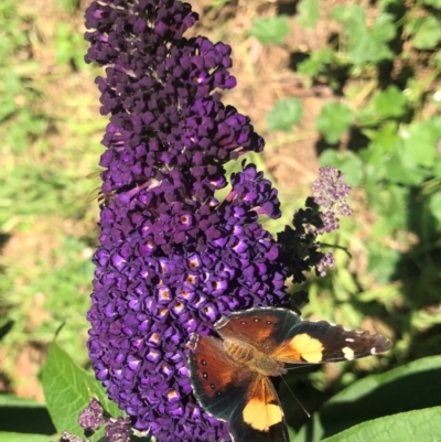 Vanessa itea (Yellow Admiral) at Gunning, NSW - 20 Dec 2021 by Nancy