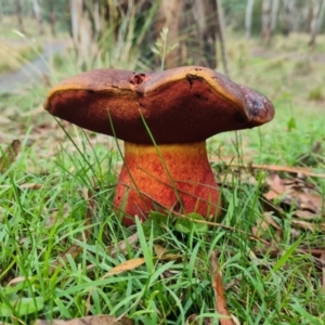 zz bolete at Tidbinbilla Nature Reserve - 15 Jan 2024 05:23 PM