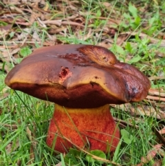 zz bolete at Tidbinbilla Nature Reserve - 15 Jan 2024 05:23 PM