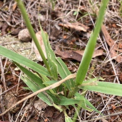 Panicum effusum (Hairy Panic Grass) at Mount Majura - 15 Jan 2024 by waltraud