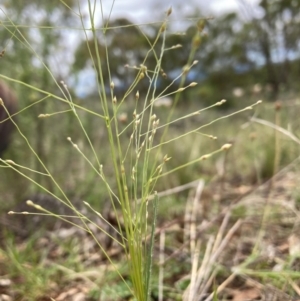 Panicum effusum at The Fair, Watson - 15 Jan 2024 02:56 PM