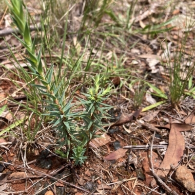 Melichrus urceolatus (Urn Heath) at Mount Majura - 15 Jan 2024 by waltraud