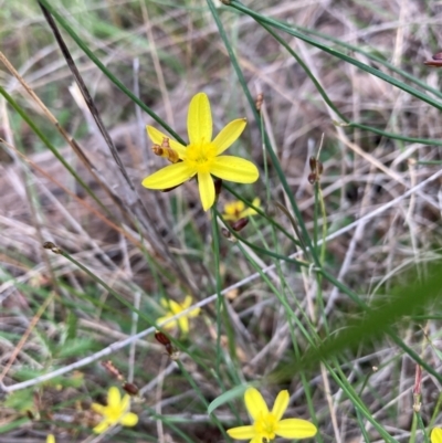 Tricoryne elatior (Yellow Rush Lily) at Mount Majura - 15 Jan 2024 by waltraud