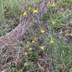 Tricoryne elatior at Mount Majura - 15 Jan 2024