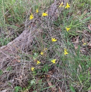 Tricoryne elatior at Mount Majura - 15 Jan 2024