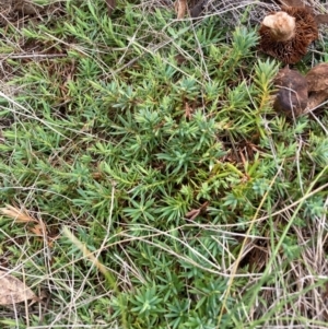 Styphelia humifusum at Mount Majura - 15 Jan 2024