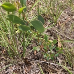 Eucalyptus melliodora (Yellow Box) at Watson, ACT - 15 Jan 2024 by waltraud