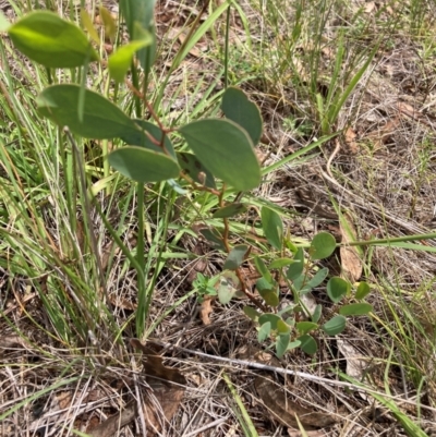 Eucalyptus melliodora (Yellow Box) at Mount Majura - 15 Jan 2024 by waltraud