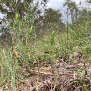 Brachyloma daphnoides at Mount Majura - 15 Jan 2024 02:29 PM