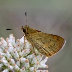 Ocybadistes walkeri (Green Grass-dart) at Red Hill to Yarralumla Creek - 15 Jan 2024 by LisaH