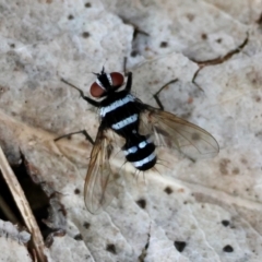Trigonospila sp. (genus) (A Bristle Fly) at Deakin, ACT - 15 Jan 2024 by LisaH