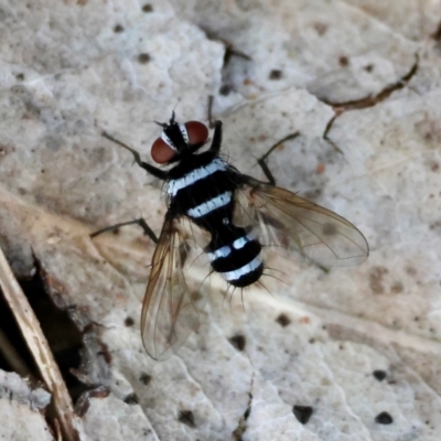 Trigonospila sp. (genus) (A Bristle Fly) at Hughes Grassy Woodland - 15 Jan 2024 by LisaH