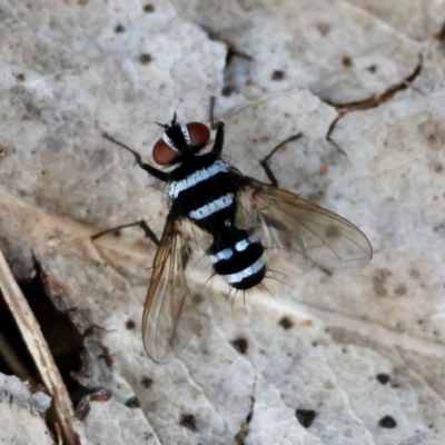 Trigonospila sp. (genus) (A Bristle Fly) at Red Hill to Yarralumla Creek - 15 Jan 2024 by LisaH