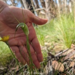 Diplodium decurvum (Summer greenhood) at Cotter River, ACT - 10 Jan 2024 by WalterEgo