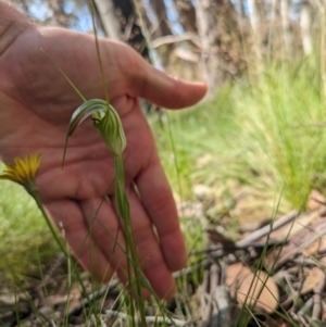 Diplodium decurvum at Namadgi National Park - 11 Jan 2024