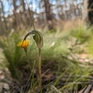 Diplodium decurvum at Namadgi National Park - 11 Jan 2024