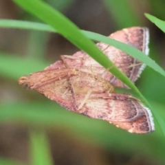Endotricha pyrosalis (A Pyralid moth (Endotrichinae) at Red Hill to Yarralumla Creek - 15 Jan 2024 by LisaH