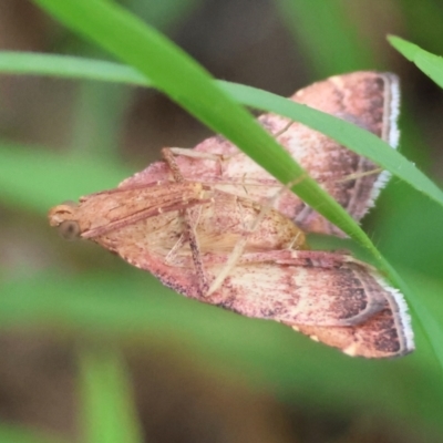 Endotricha pyrosalis (A Pyralid moth) at Hughes Grassy Woodland - 15 Jan 2024 by LisaH