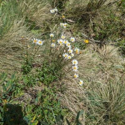 Brachyscome aculeata (Hill Daisy) at Bimberi, NSW - 11 Jan 2024 by WalterEgo