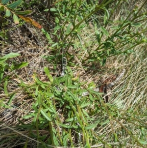 Brachyscome aculeata at Bimberi Nature Reserve - 11 Jan 2024 12:14 PM