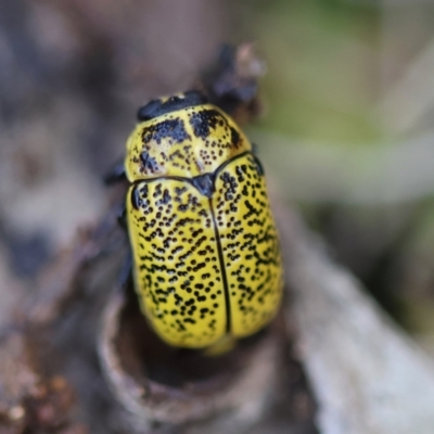 Aporocera (Aporocera) erosa (A leaf beetle) at Hughes Grassy Woodland - 15 Jan 2024 by LisaH