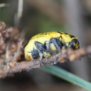 Aporocera (Aporocera) erosa at Red Hill to Yarralumla Creek - 15 Jan 2024 07:02 PM