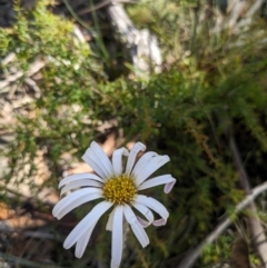 Celmisia tomentella (Common Snow Daisy) at Namadgi National Park - 11 Jan 2024 by WalterEgo