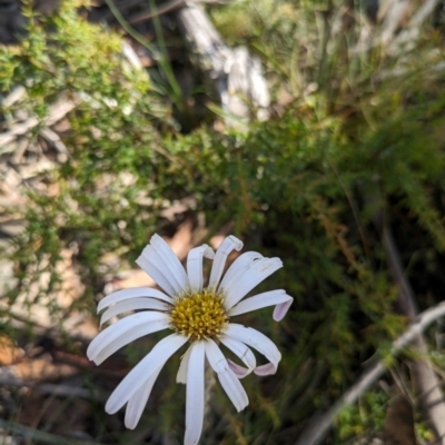 Celmisia tomentella (Common Snow Daisy) at Namadgi National Park - 11 Jan 2024 by WalterEgo