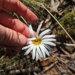 Celmisia tomentella at Namadgi National Park - 11 Jan 2024 09:05 AM