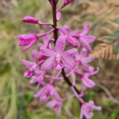 Dipodium roseum (Rosy Hyacinth Orchid) at Tidbinbilla Nature Reserve - 15 Jan 2024 by WalkYonder