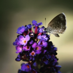 Zizina otis (Common Grass-Blue) at Gunning, NSW - 17 Jan 2021 by Nancy