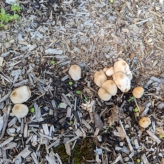 Coprinellus micaceus group at Bonython, ACT - 15 Jan 2024 by Isabeh